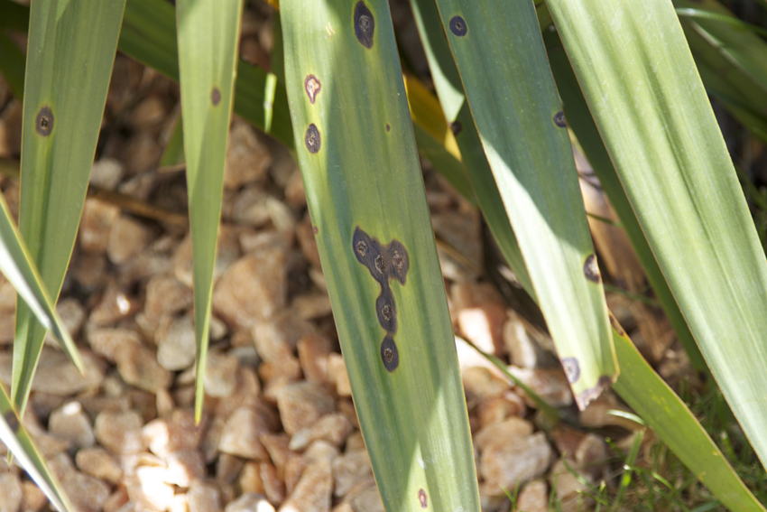 Schwarze Flecken auf Yucca Yuccas, Agaven, Cordyline, Kakteen